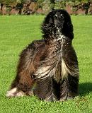 Afghan Hound 9Y077D-142